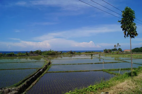 Reisfelder Auf Bali — Stockfoto