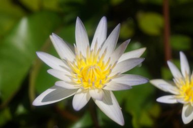 yeşil zemin üzerine güzel zambak