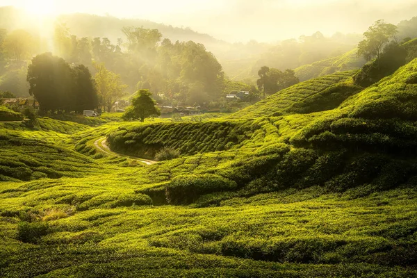 Manhã Nascer Sol Árvore Fazenda Chá Verde Cameron Highland Malásia — Fotografia de Stock