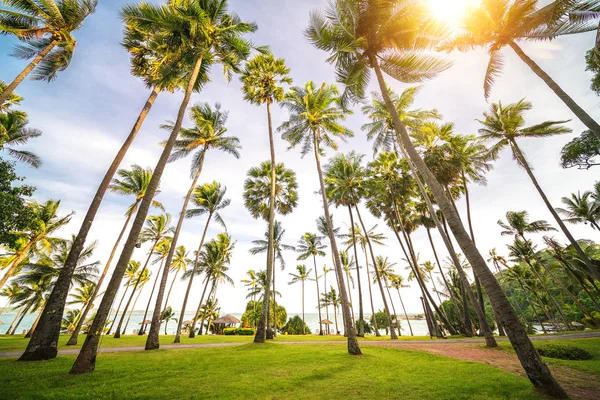 Albero Cocco Palma Sulla Spiaggia Dell Isola Tropicale Thailandia — Foto Stock