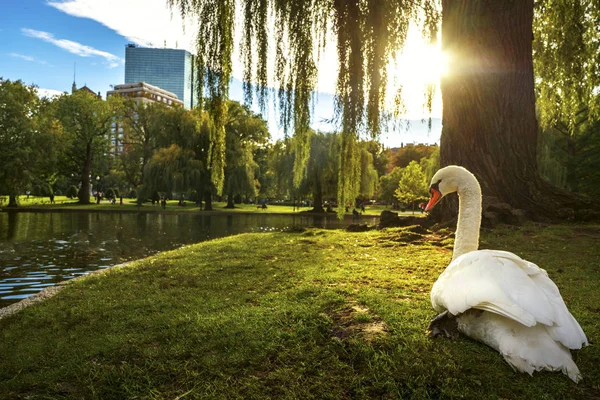 Bílá Labuť Jezeře Paek Zelené Město Pozadím Boston City Massachusetts — Stock fotografie