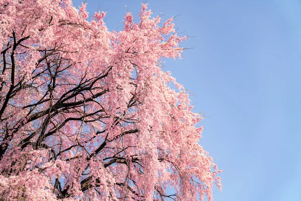 Closs up Sakura flower and blue sky background — Stock Photo, Image