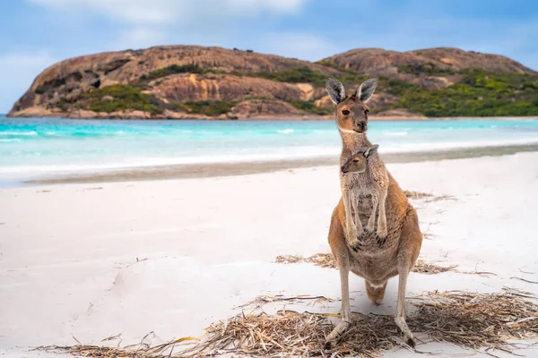 Kangaroo family in Lucky bay — Stock Photo, Image