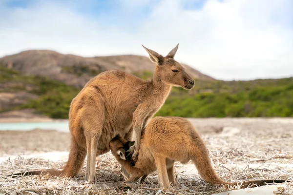 Familia canguro en Lucky Bay en el Parque Nacional Cape Le Grand —  Fotos de Stock