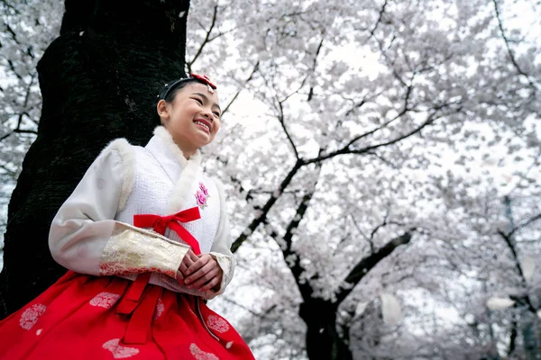 Koreanische Dame im Hanbok-Kleid in weißer Kirschblütenpackung — Stockfoto