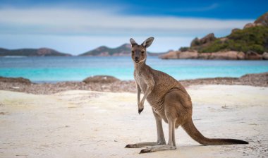 Cape Le Grand Milli Parkı'ndaki Lucky Bay'de Kanguru