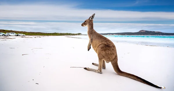 Kenguru a Lucky Bay-ben a Cape le Grand Nemzeti Park — Stock Fotó