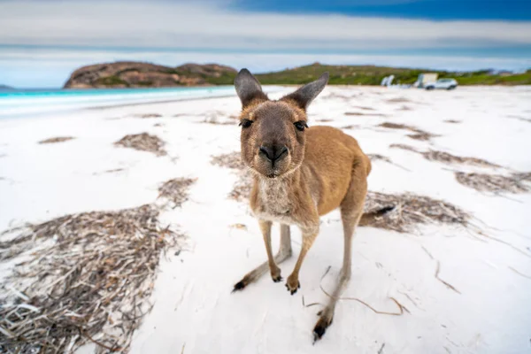 Känguru på Lucky Bay i Cape Le Grand National Park — Stockfoto