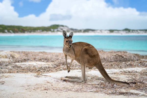 Kangaroo at Lucky Bay in the Cape Le Grand National Park — Stock Photo, Image