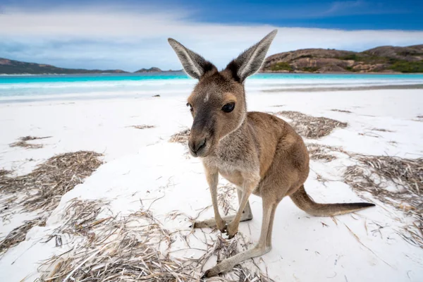 Kangaroo at Lucky Bay in the Cape Le Grand National — Stock Photo, Image