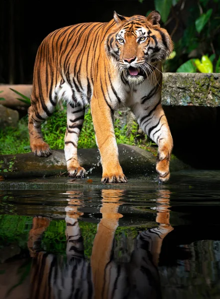 Bella tigre di Sumatra a caccia — Foto Stock