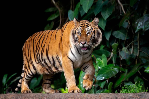 Прекрасный суматранский тигр на охоте — стоковое фото