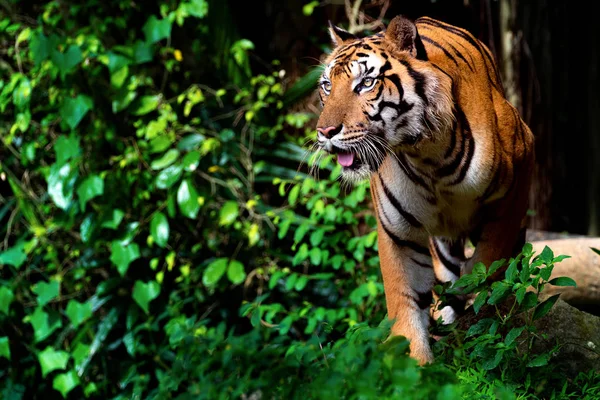 Schöner Sumatra-Tiger auf Streifzug — Stockfoto