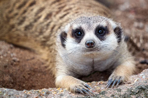 Closeup of meerkat face — Stock Photo, Image
