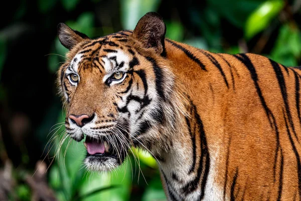 Głowa tygrysa — Zdjęcie stockowe