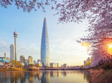 Seul 'deki Sakura ya da kiraz çiçeği parkı.