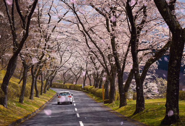 Тропа и дорога цветущей сакуры
