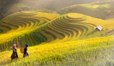 Mu Cang Chai, YenBai ve pirinç tarlaları üzerinde pirinç tarlaları Kuzeybatı Vietnam 'da hasat hazırlıyor..