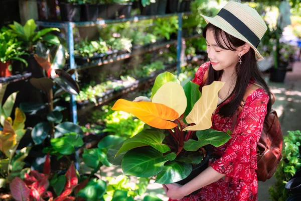 Chica Asiática Cerezo Rojo Philodendron Árbol Invernadero Tienda Plantas —  Fotos de Stock