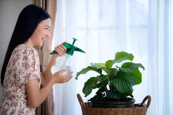 Asian girl Water the plants in house, this image can use for Calathea orbifolia, Water the plants, fertilizer and house plants concept.