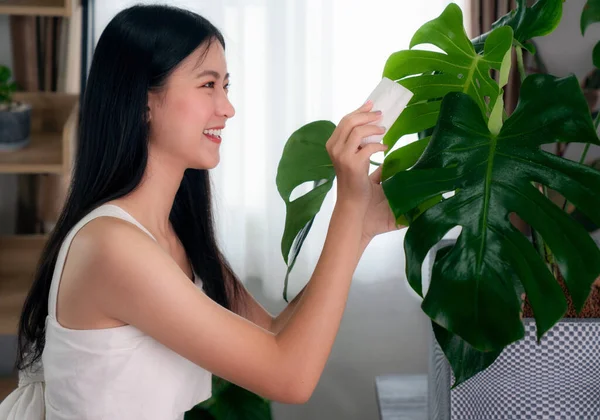 Asian Woman Clean Monstera Leaves Her Condominium Image Can Use — Stock Photo, Image