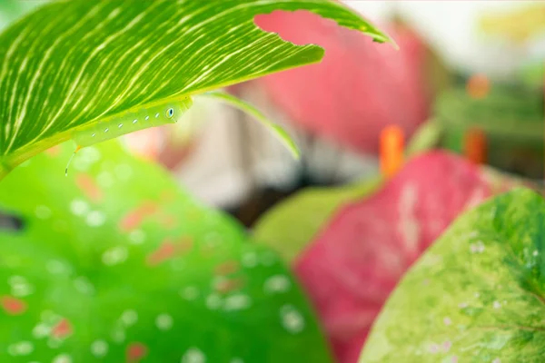 Crisálida Mariposa Comer Unas Hojas Planta Caladio Jardín — Foto de Stock