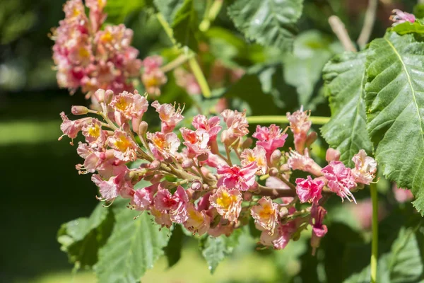 Primer Plano Flores Cerezo Rosa —  Fotos de Stock