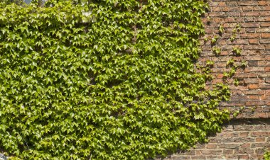 Sarmaşık bitki ile kaplı tuğla duvar eski