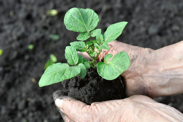 Крупным Планом Выращивания Картофеля Руках Садовника Перед Трансплантацией — стоковое фото