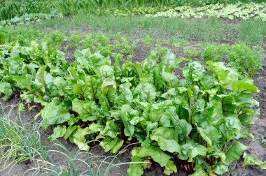 Sebze bahçesinde organik olarak çeşitli sebzeler yetiştirdim. 