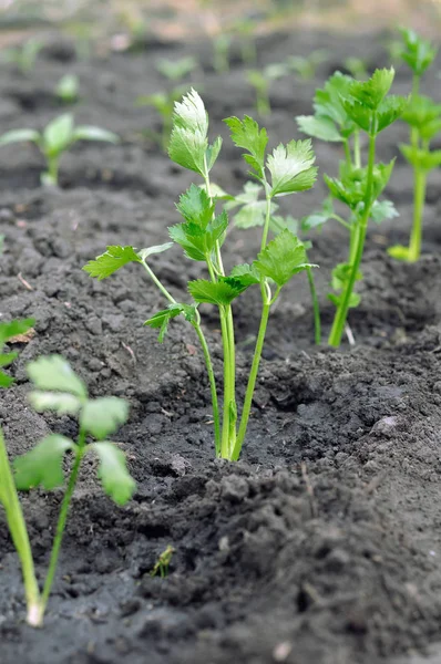 Răsaduri Țelină Proaspăt Plantate Răsaduri Piper Fundal Grădina Legume Compozit — Fotografie, imagine de stoc