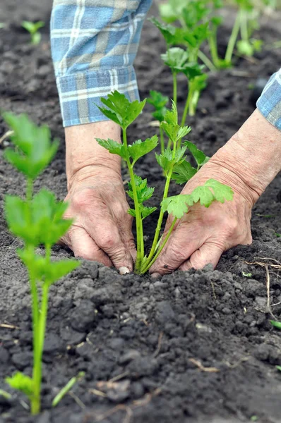 Mãos Jardineiro Plantando Uma Planta Cultivada Sementes Aipo Horta Composição — Fotografia de Stock