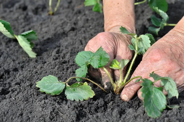 Trädgårdsmästarens Händer Plantering Jordgubbe Planta Trädgården — Stockfoto