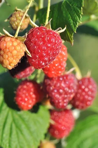 Närbild Hallon Gren Trädgården Solig Sommardag Vertikala Sammansättning — Stockfoto