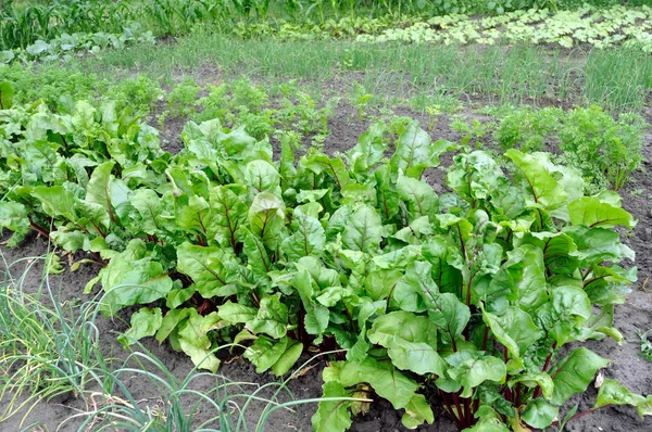 Membudidayakan Secara Organik Berbagai Sayuran Kebun Sayuran — Stok Foto