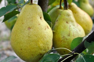 bir ağaç dalı meyve üzerinde büyük olgun armut Close-up