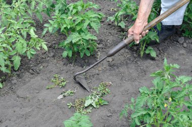 Bahçıvan sebze bahçesinde domates ekimi bir çapa ile otlar çekin