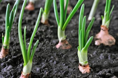 büyüyen soğan plantasyon içinde sebze garde Close-up
