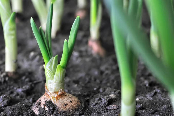 Zbliżenie Plantacji Cebuli Ogrodzie Warzywnym — Zdjęcie stockowe