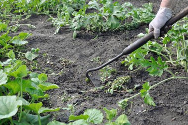 otlar bir çapa ile bahçıvan yüksel
