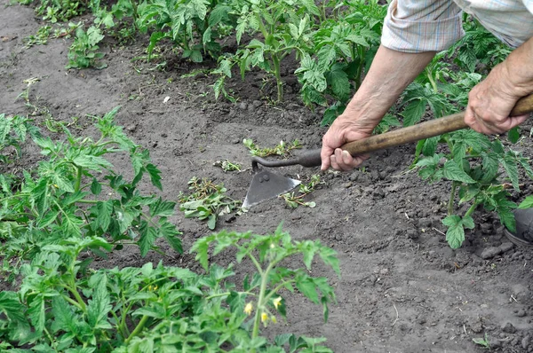 Ogrodnik Podciągnąć Chwasty Motyka Plantacji Pomidorów Ogród Warzywny — Zdjęcie stockowe