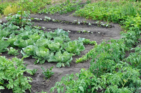 野菜園で様々な野菜を有機栽培 — ストック写真