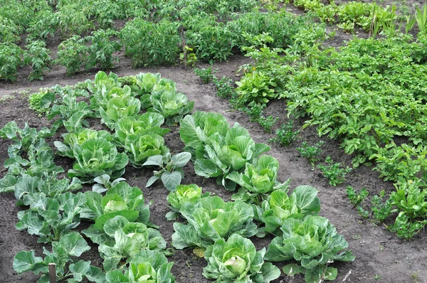 Ekologicky Pěstované Různé Zeleniny Zeleninové Zahradě — Stock fotografie