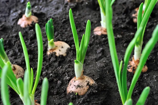 Primer Plano Del Cultivo Cebolla Verde Huerto — Foto de Stock