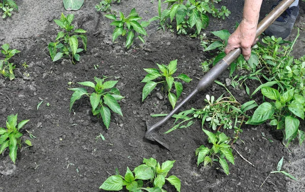 Κηπουρός Τραβήξτε Ζιζάνια Μια Σκαπάνη Για Φυτεία Πιπέρι Στο Λαχανόκηπο — Φωτογραφία Αρχείου