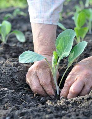 sebze bahçesinde lahana fide dikim bahçıvanın eller dikey kompozisyon