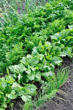 organik sebze bahçesinde çeşitli sebzeler ekili dikey kompozisyon