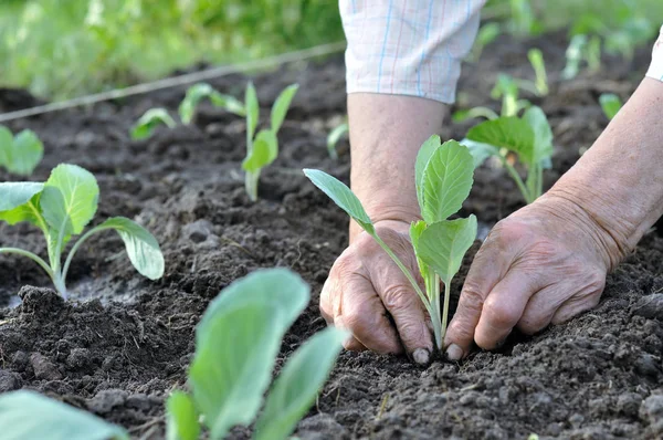 家庭菜園のキャベツの苗を植える庭師の手 — ストック写真