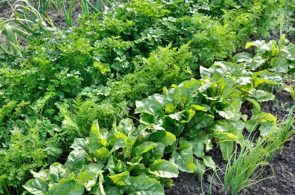 Varie Verdure Coltivate Biologicamente Nell Orto — Foto Stock