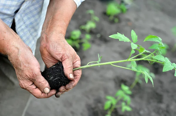 Gardener Handen Met Een Tomaat Zaailing Vóór Het Planten Moestuin — Stockfoto